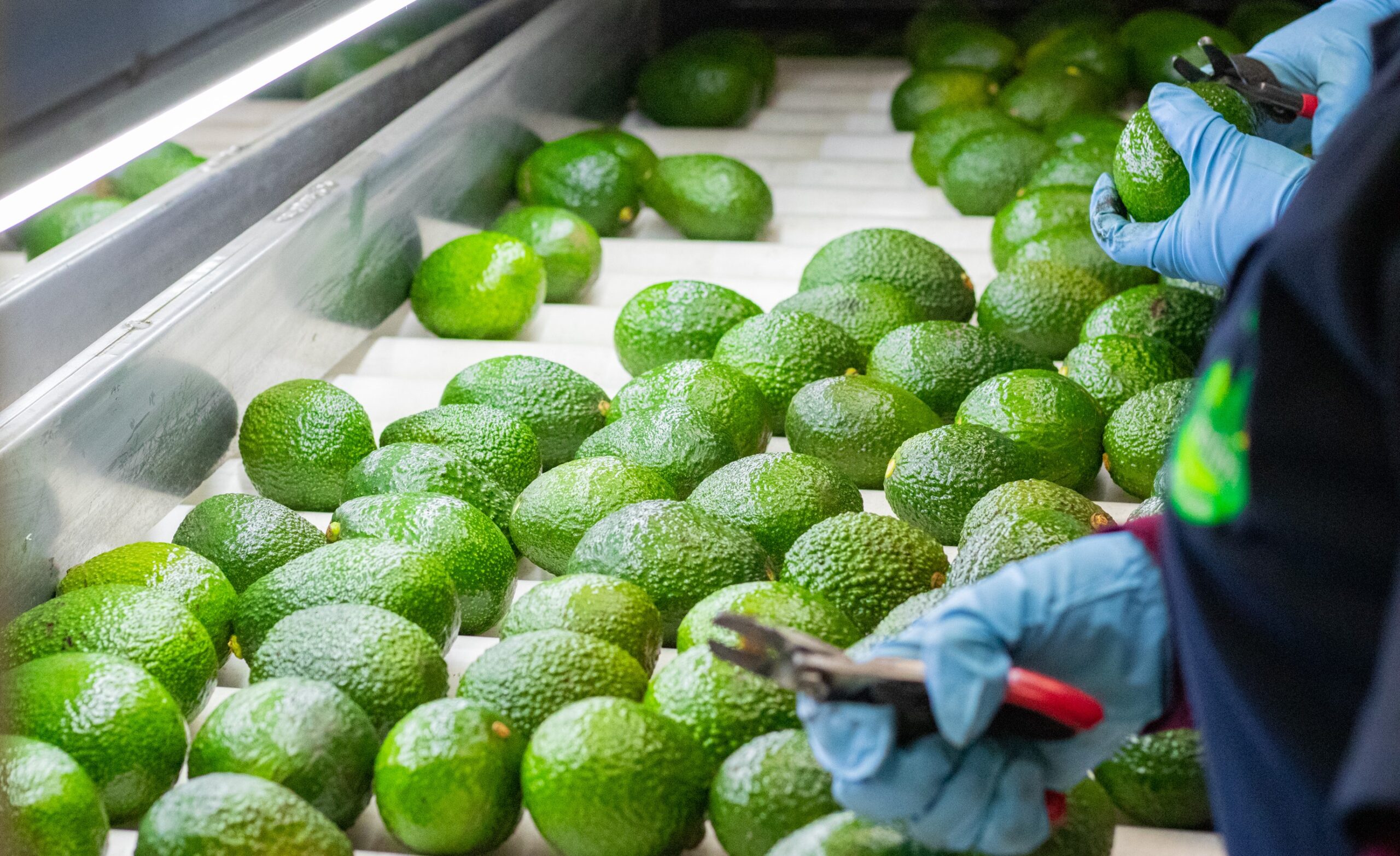 conoce nuestros agucates